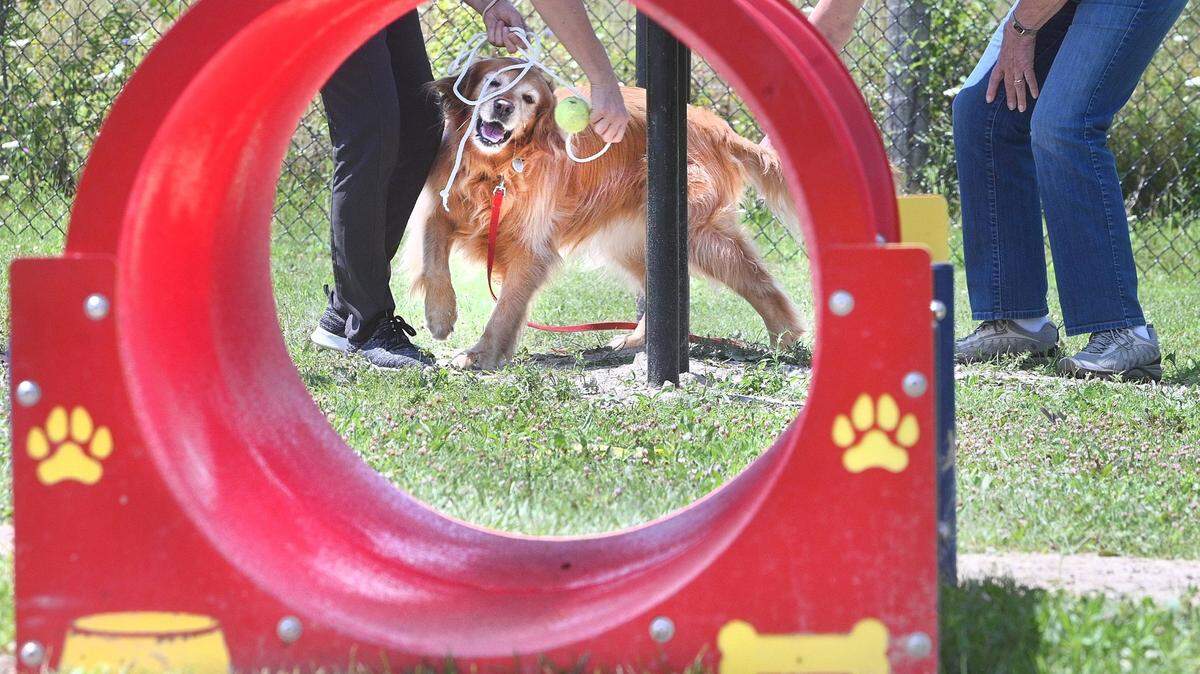Maisie has fun running through the dog agility course with canine trainer Elly Price (left) and owner Marianne Webster at Mark Gans Community Park in Northville Township, Michigan.