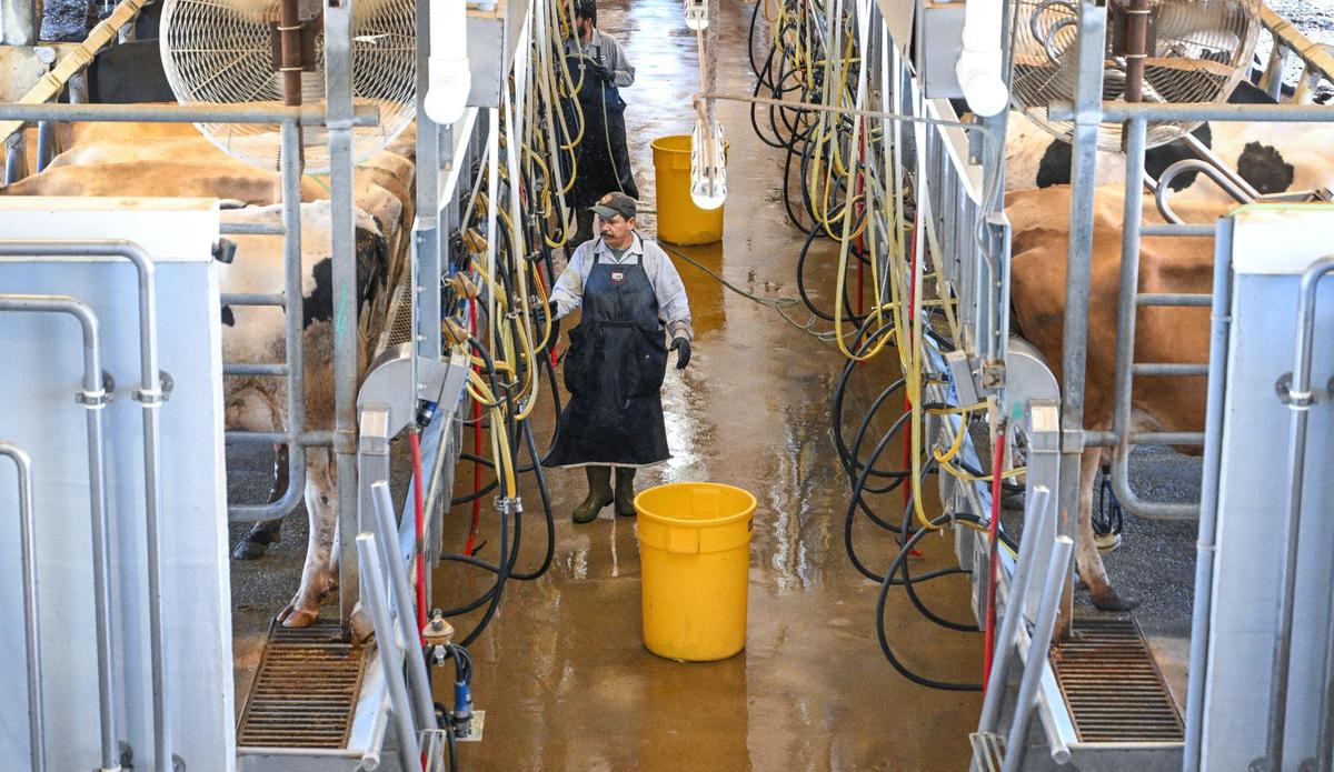 Fernando Hernandez runs milking machines on cows at the Raw Farm USA dairy in Fresno County on Friday, June 14, 2024.