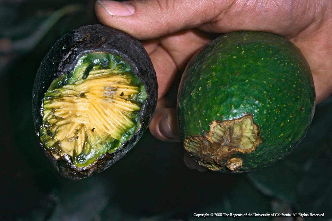 Roof rat damage on an avocado.