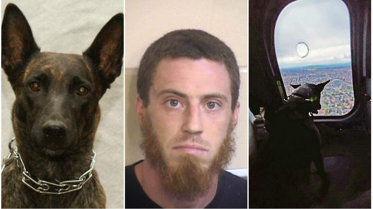 Matthew Shadrick, center, was arrested with help from Fresno County Sheriff’s Office K-9, Maggie, pictured at left, and at right, in sheriff helicopter EAGLE One.