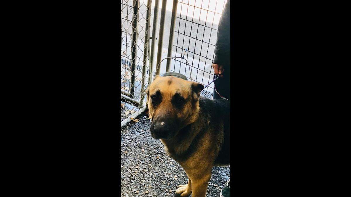 Rover is a two-year-old male German Shepherd. He is available at Second Chance Animal Shelter in Selma; 2831 W. Front St. Selma. 559-896-7227; info@2ndchanceanimalshelter.org or www.2ndchanceanimalshelter.org.