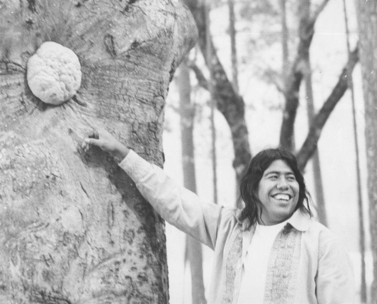 Gaylen Lee points to a mushroom growing on the side of a tree in the Sierra National Forest while gathering black oak acorns for food during the fall of 1974.