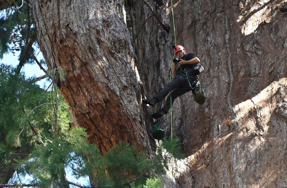 Anthony Ambrose, executive director of the Ancient Forest Society, pauses to take a photo as he and others survey the General Sherman giant sequoia in a health inspection using drones and climbers Tuesday, May 21, 2024 in Sequoia National Park. The climbers found minimal damage from bark beetles after climbing into the top-most canopy of the 275 foot tree.