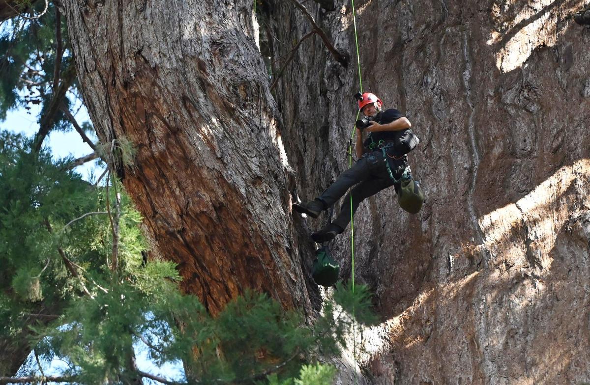 Anthony Ambrose, executive director of the Ancient Forest Society, pauses to take a photo as he and others survey the General Sherman giant sequoia in a health inspection using drones and climbers Tuesday, May 21, 2024 in Sequoia National Park. The climbers found minimal damage from bark beetles after climbing into the top-most canopy of the 275 foot tree.