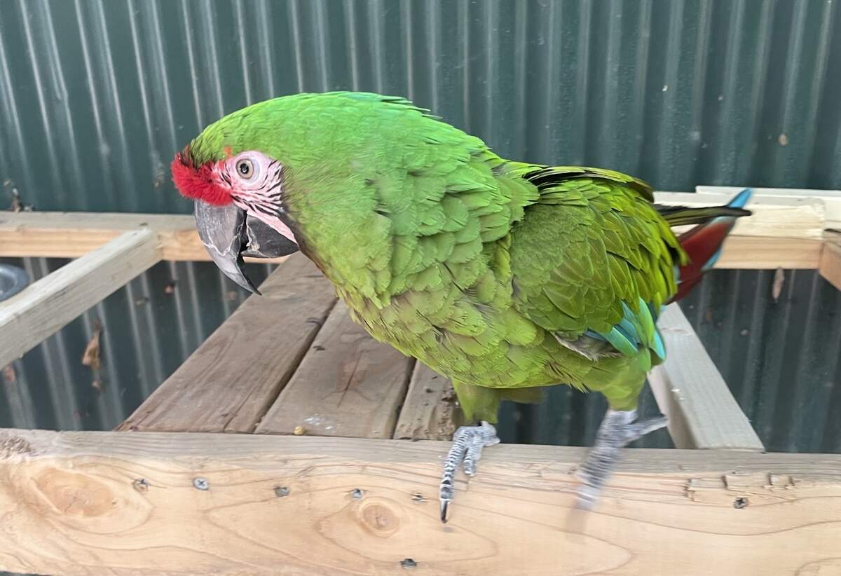 Sarge, a military macaw, has been missing from the Fresno Chaffee Zoo since Monday, June 22. The zoo is asking the community for help locating her.