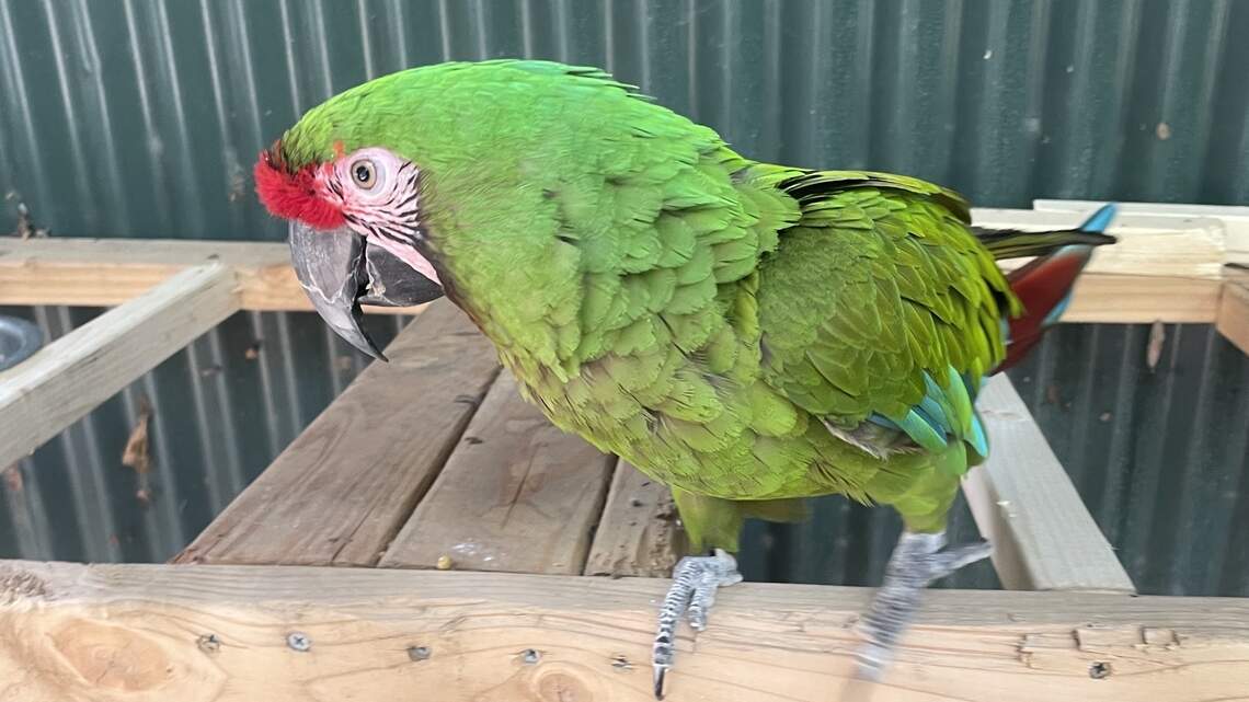 Fresno zoo asks people to be on lookout for missing parrot that flew off course