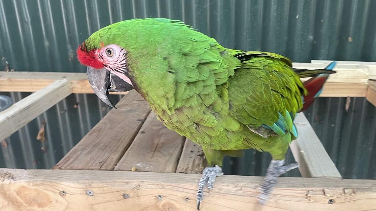 Sarge, a military macaw, has been missing from the Fresno Chaffee Zoo since Monday, June 22. The zoo is asking the community for help locating her.