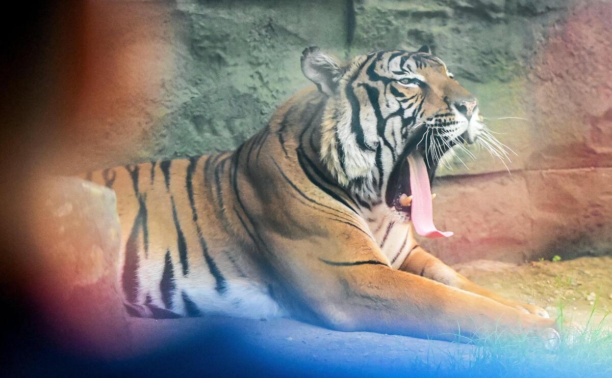 A Malayan tiger yawns as guests get a close look through the glass viewing area of its exhibit inside the new Kingdoms of Asia section of the Fresno Chaffee Zoo that opened to the public on Saturday, June 3, 2023.