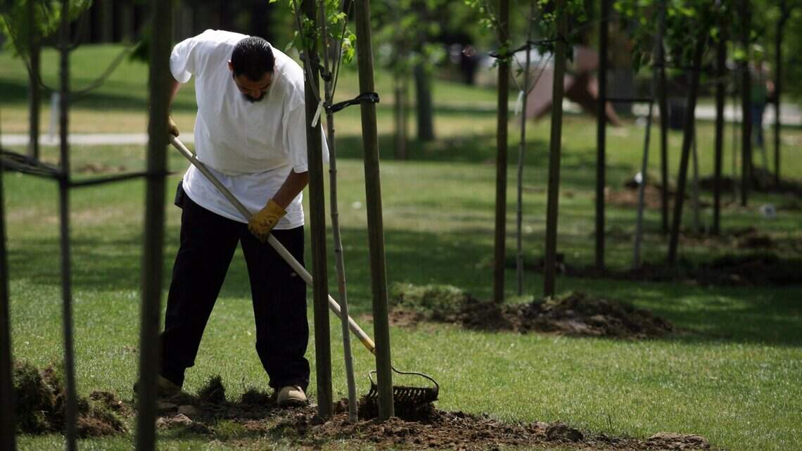 Trees have an important role in improving air quality