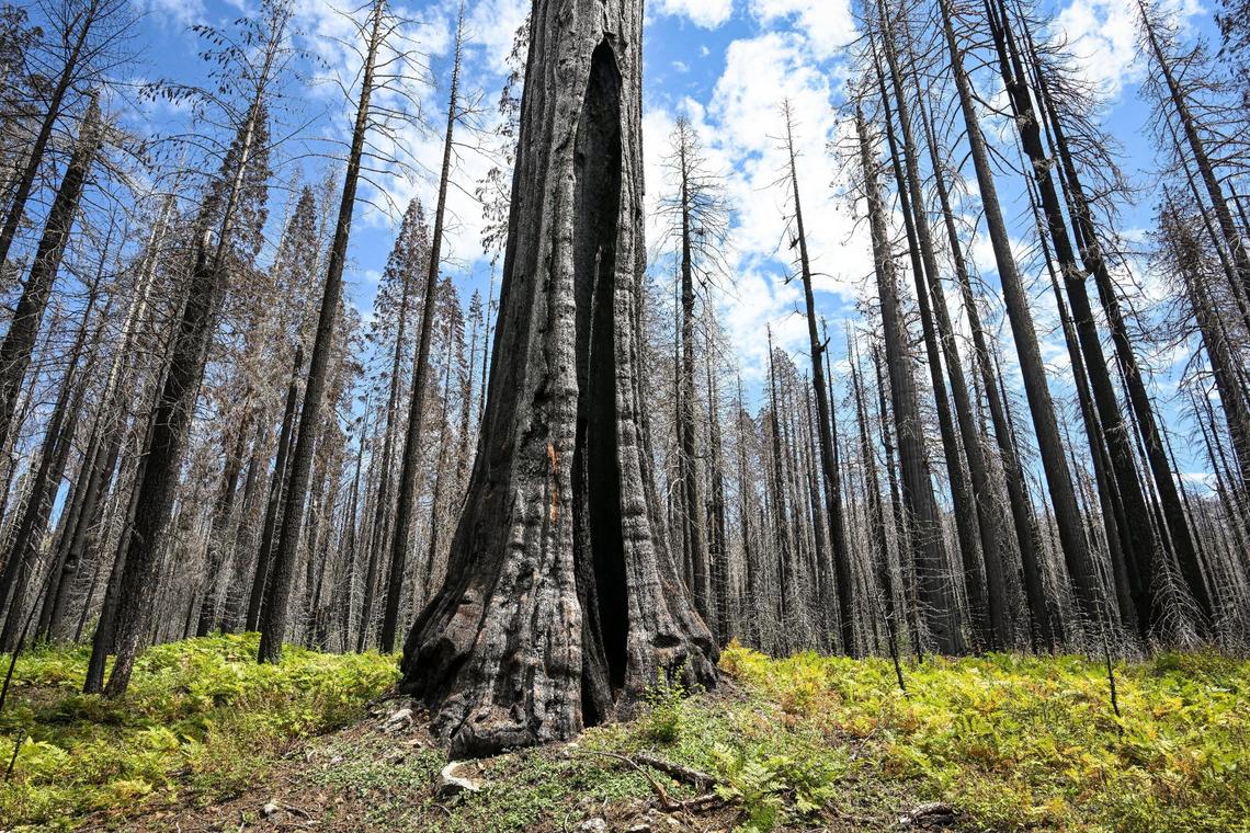 A dead giant sequoia tree, center, likely to have been more than 1,000 years old, still stands among thousands of dead trees in a closed section of the Redwood Mountain Grove area of Kings Canyon National Park on Thursday, Aug. 24, 2023. NPS officials estimated that about 400-acres of the grove burned at a high-intensity during the 2021 KNP Complex Fire killing 90 percent of those trees.