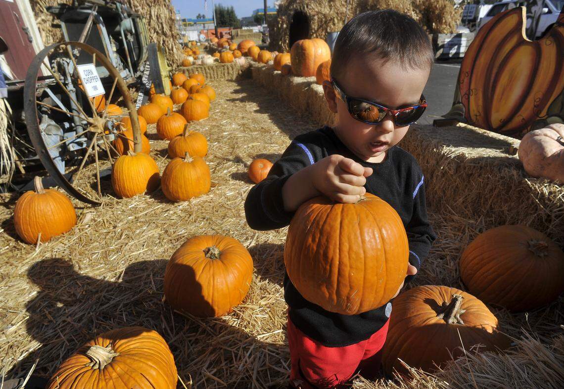 Asher Stevens, 3, finds a pumpkin just his size at Simonian Farms pumpkin patch in Fresno in 2014.