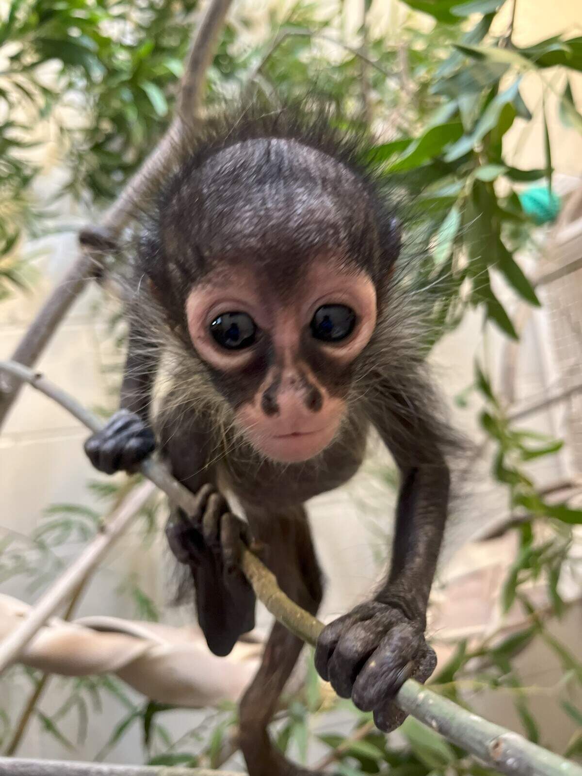 Azules, a spider monkey found by California Highway Patrol officers during a traffic spot near Madera, is being cared for at the Oakland Zoo.