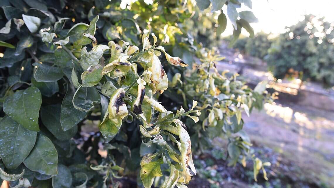 Don’t be too anxious to give your garden a winter cleanup, pruning