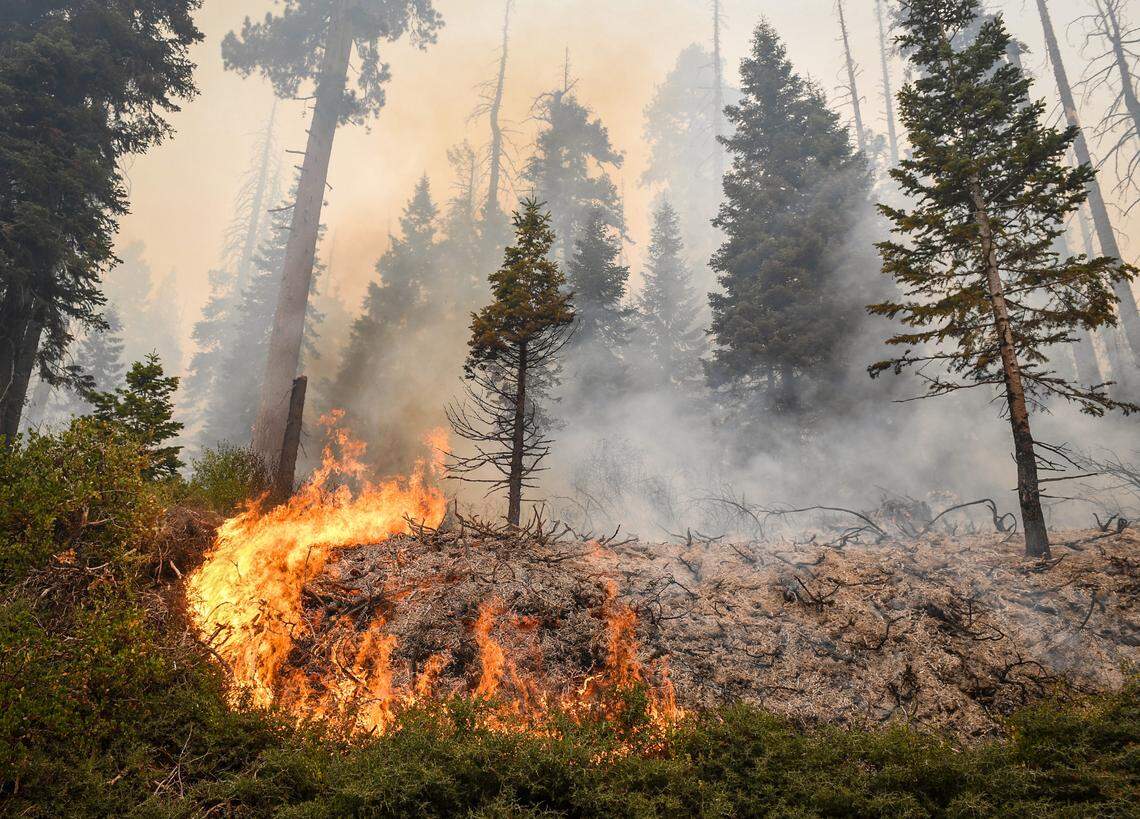 Fire burns in the forrest along Huntington Lake Road at the 7,000 foot level of Tamarack Ridge on Monday, Sept. 7, 2020. Fire continues to burn with evacuation orders in the area still in effect.