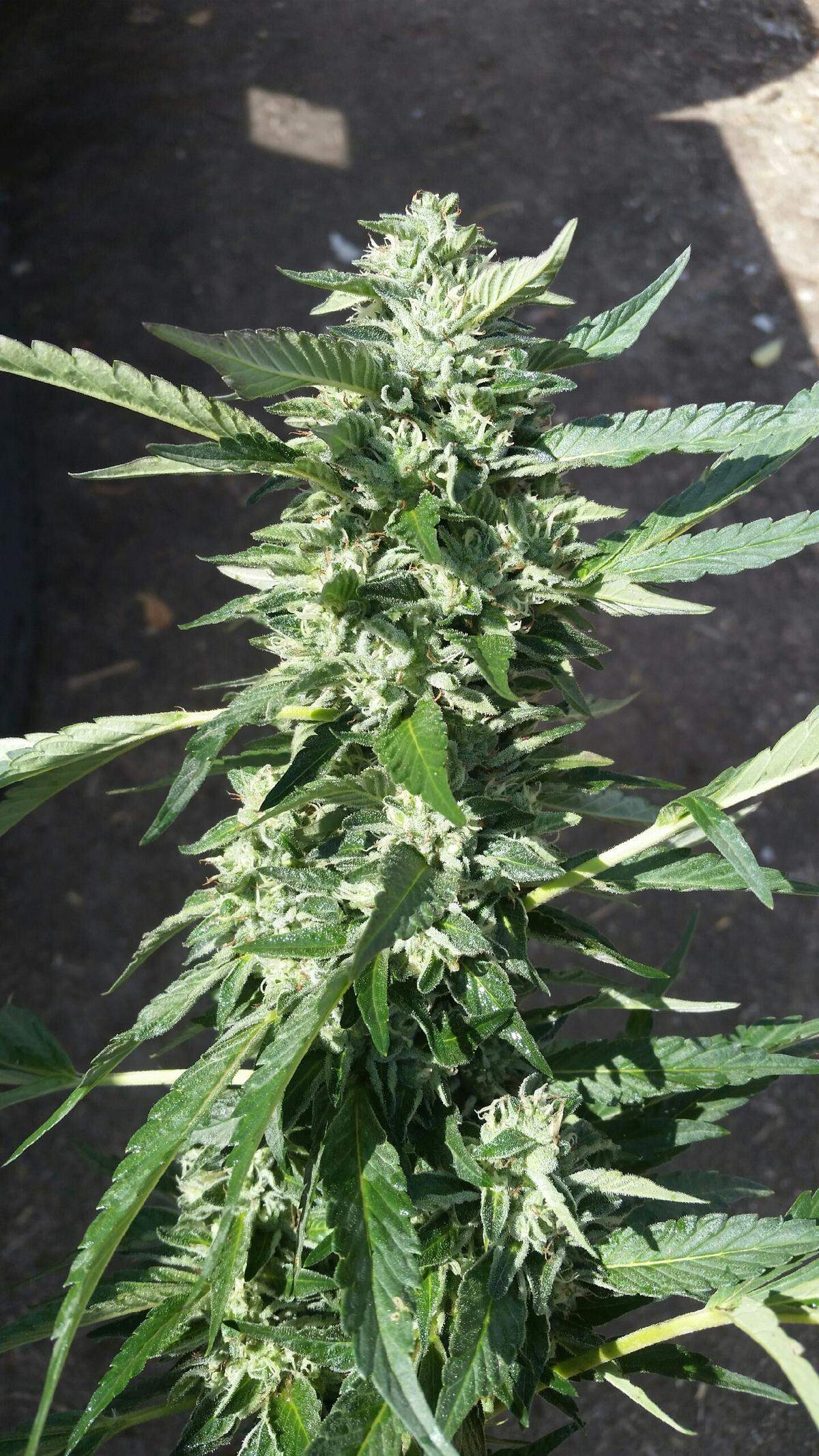Detectives say they found 3,251 marijuana plants at a home in Lindsay on Thursday, Oct. 4, 2018.