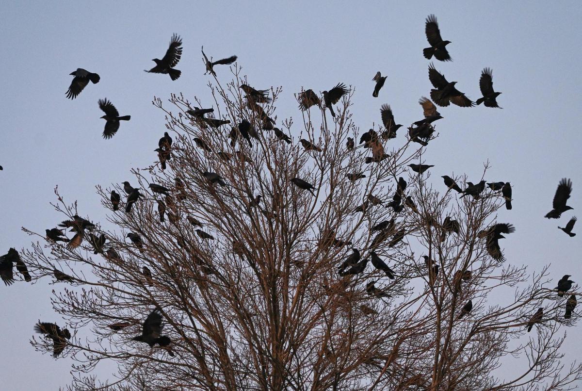 Crows fly into and out of trees in the downtown Fresno area shortly after sunset on Thursday, Feb. 9, 2023.