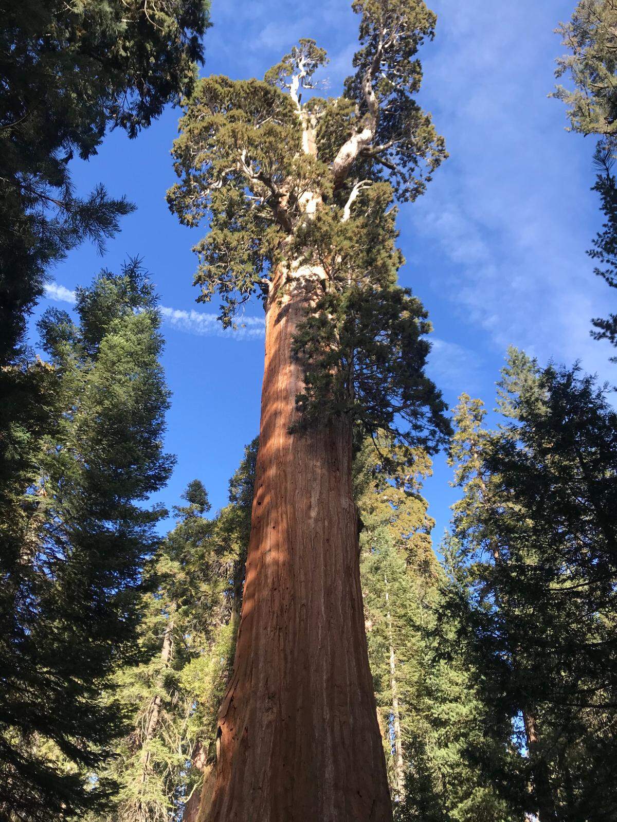 General Grant Tree is a giant sequoia standing nearly 270 feet tall.