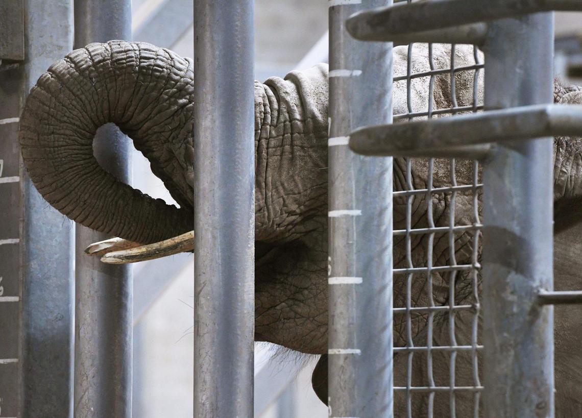 Amahle, a 13-year old African savanna elephant is seen at the Fresno Chaffee Zoo as she receives care Thursday, April 7, 2022 in Fresno.