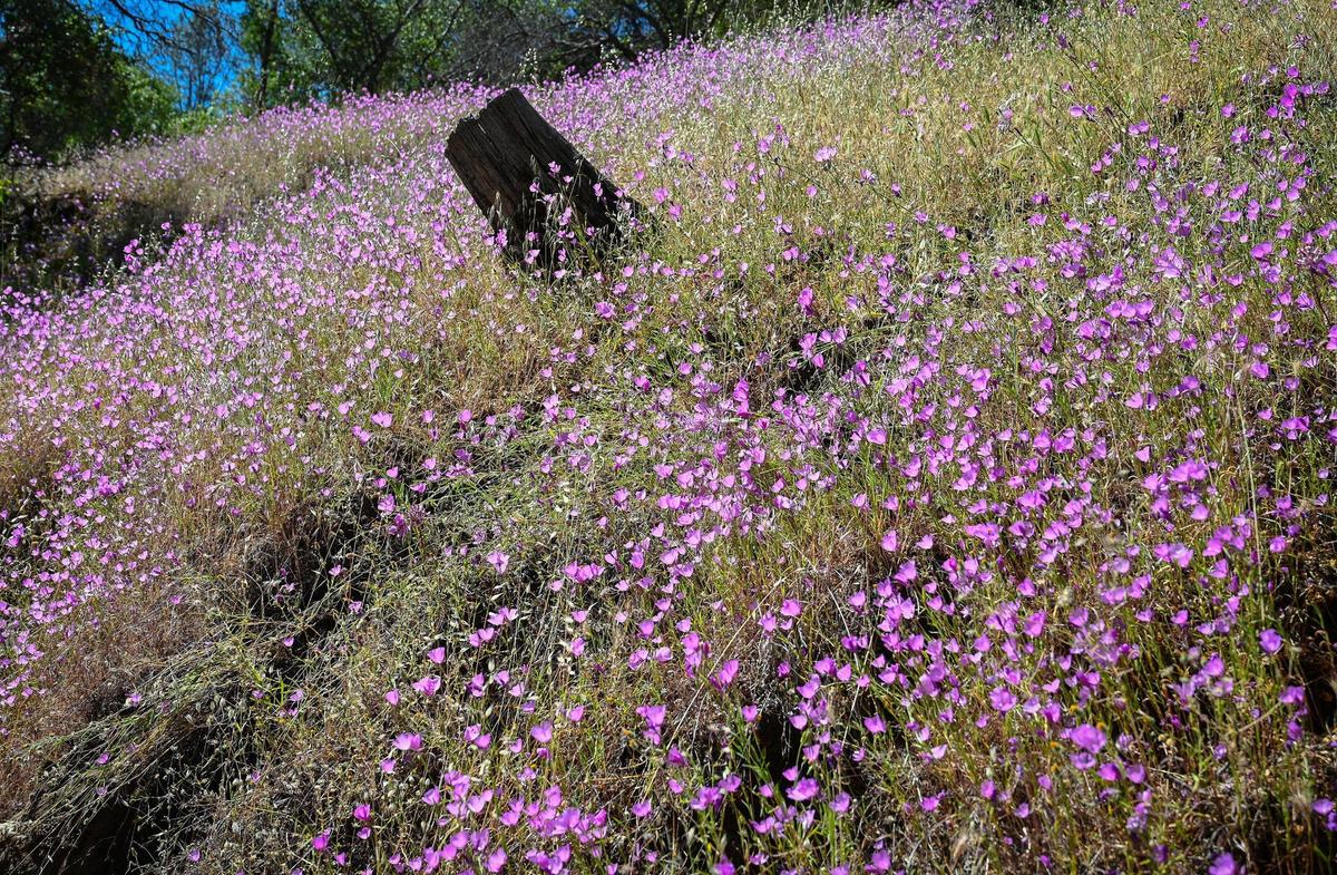 Clarkia flowers, also known as Farewell to Spring, cover a hillside on the Wright Ranch off Road 600 in Madera County on Wednesday, May 27, 2022. The Wright Ranch was recently acquired as a conservation easement by the Sierra Foothill Conservancy.