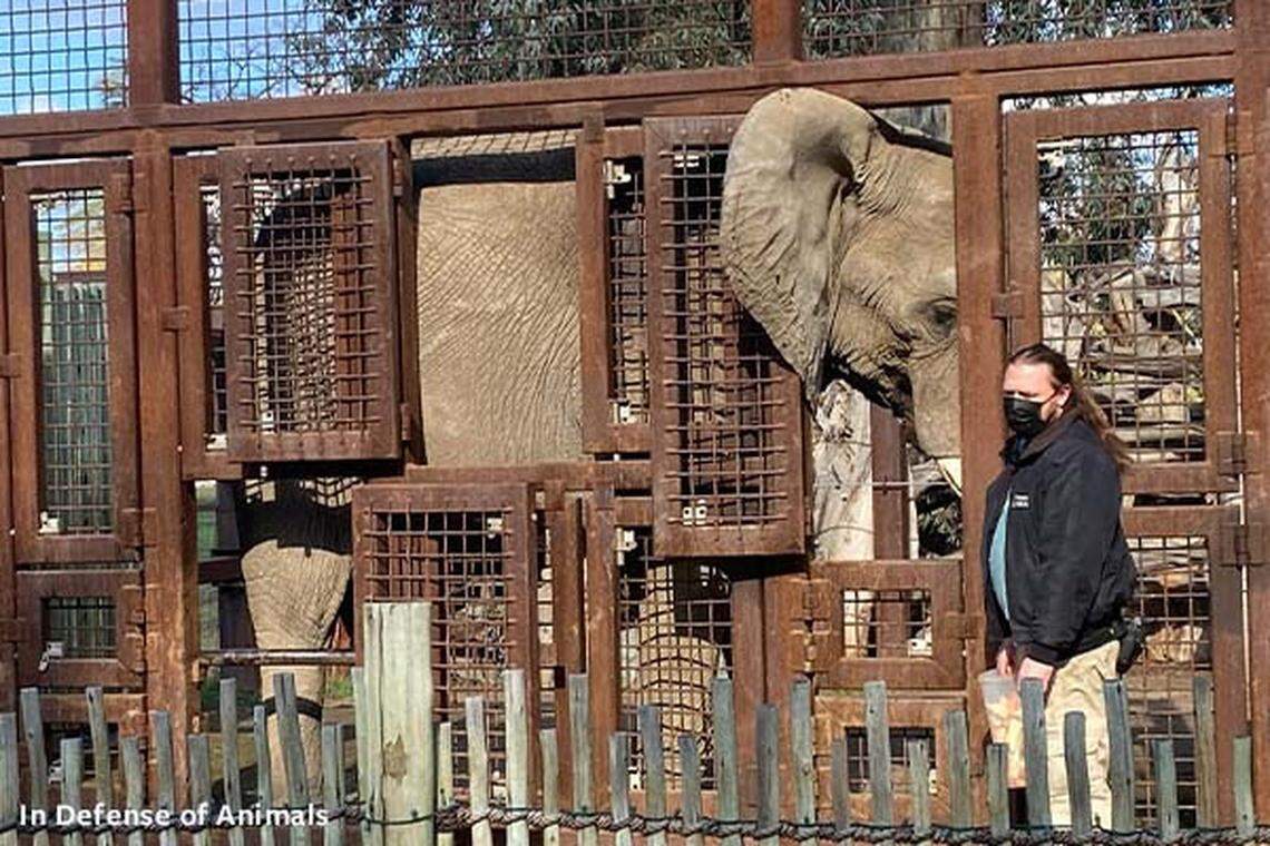 The Fresno Chaffee Zoo was named one of the worst in North America for its treatment of elephants, according to an annual list from In Defense of Animals.