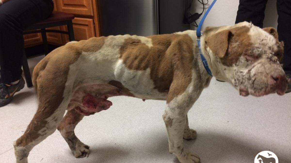 Authorities said that an injured Pit bull named Patron had no chance of recovery, and was put down.