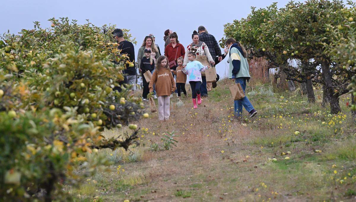 Families on a school tour walk in an apple orchard picking apples at The Orchard at Meadow Lakes Friday, Oct. 3, 2025 near Auberry. The Orchard at Meadow Lakes offers up to nine varieites throughout the season where visitors can pick their own apples as well as a gift shop offering apple pie, apple cider and more.