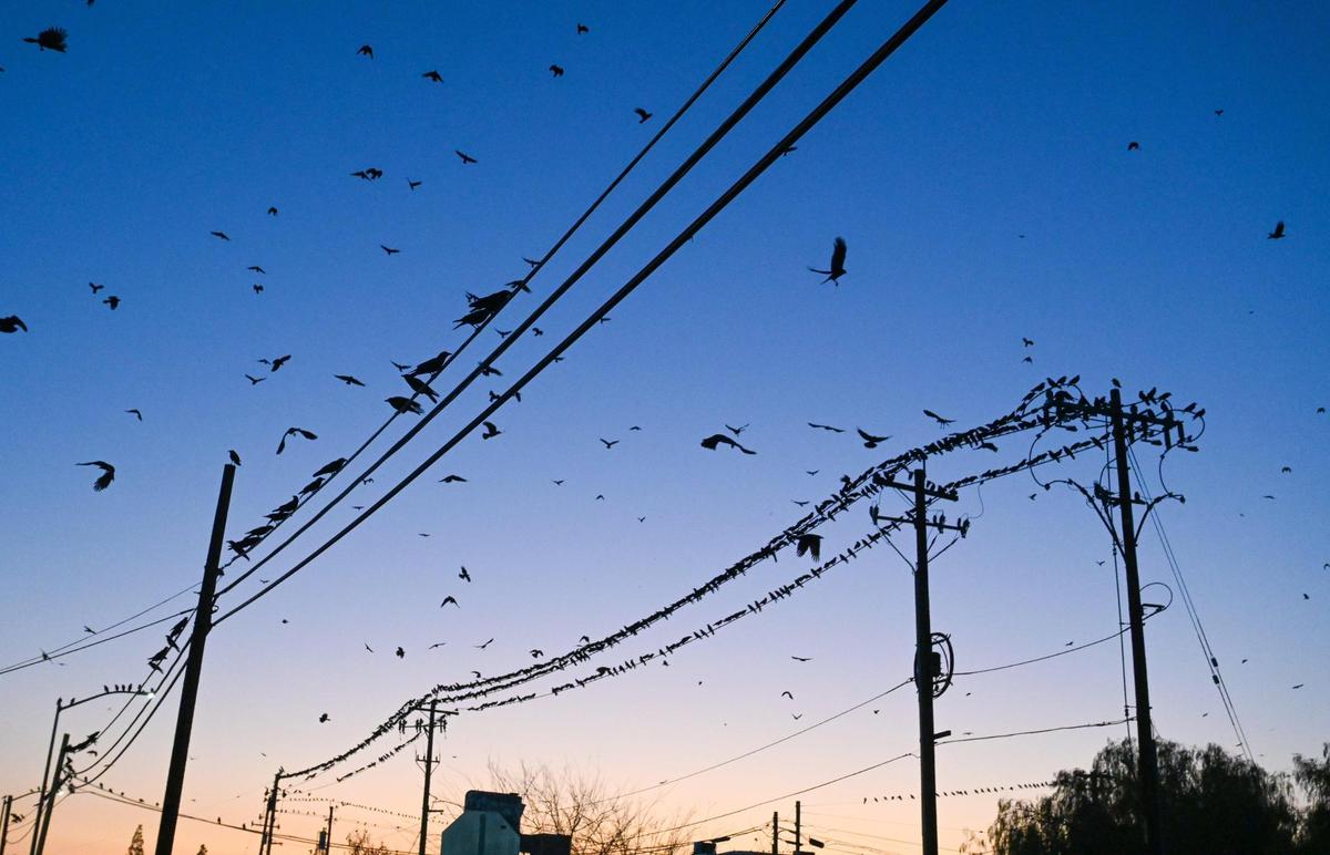 Crows begin to fly into the downtown Fresno area at Broadway and Amador streets shortly after sunset on Thursday, Feb. 9, 2023.