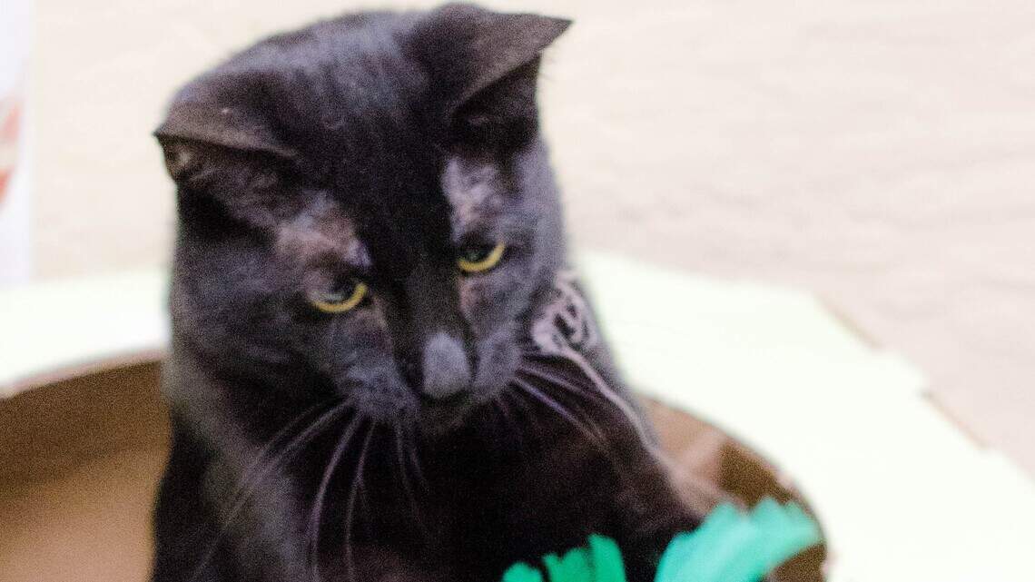Leia, Midnight and Yoki are looking for new homes!