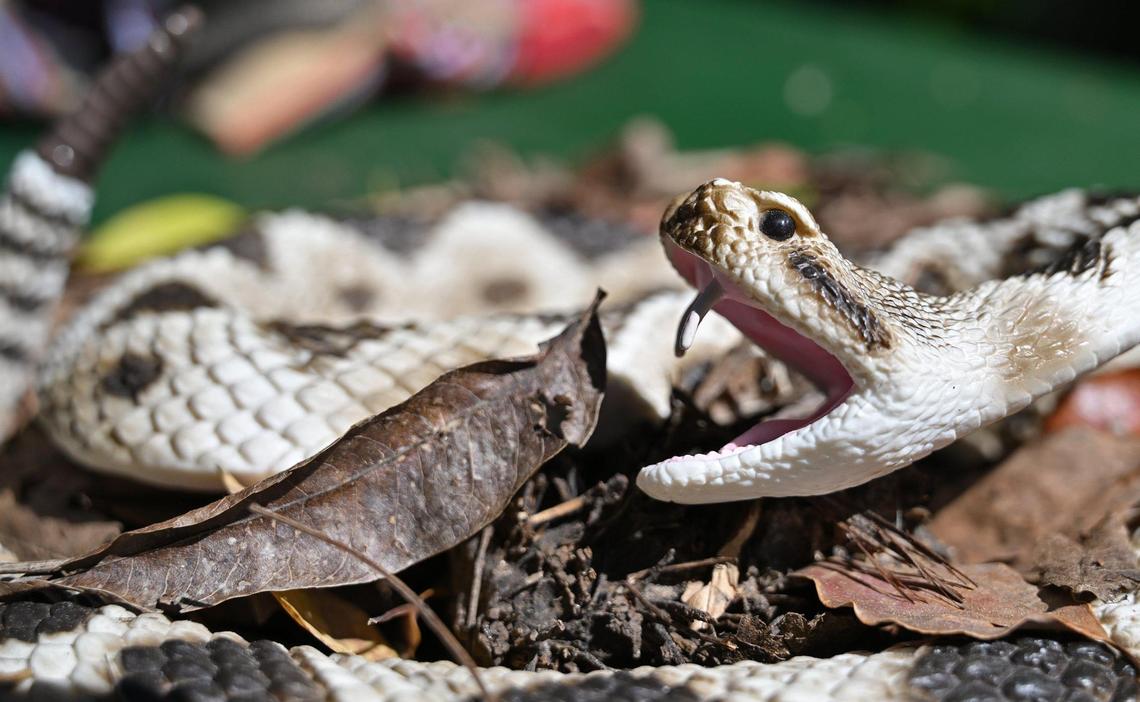 A fake rattlesnake is set among leaves to demonstrate its habitat outlining precautions people should take if a snake is encountered during a demonstration at the Fresno Chaffee Zoo Friday. March 22, 2024 in Fresno.