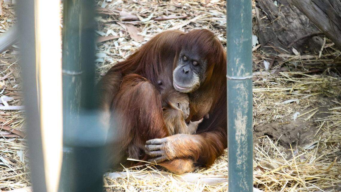 The baby orangutan being cradled here at the Fresno Chaffee Zoo was born Nov. 5, 2018.