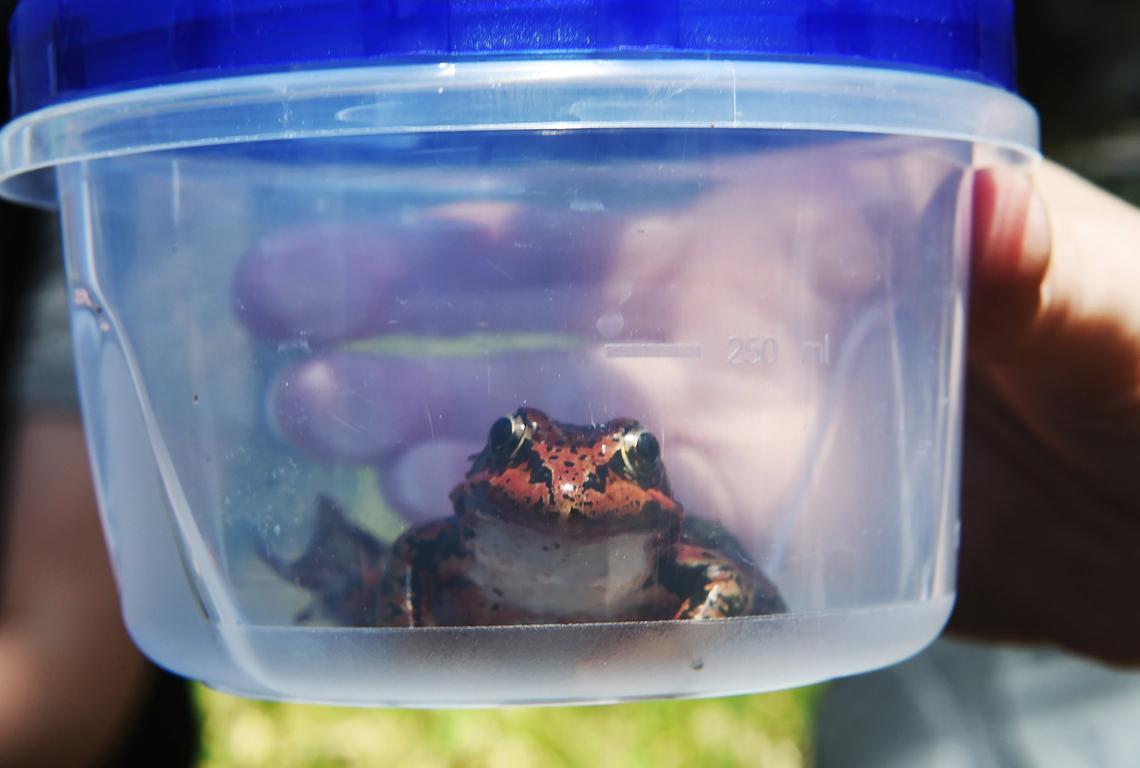 A California red-legged frog shown before its release Friday, May 3, 2019 in Yosemite Valley.