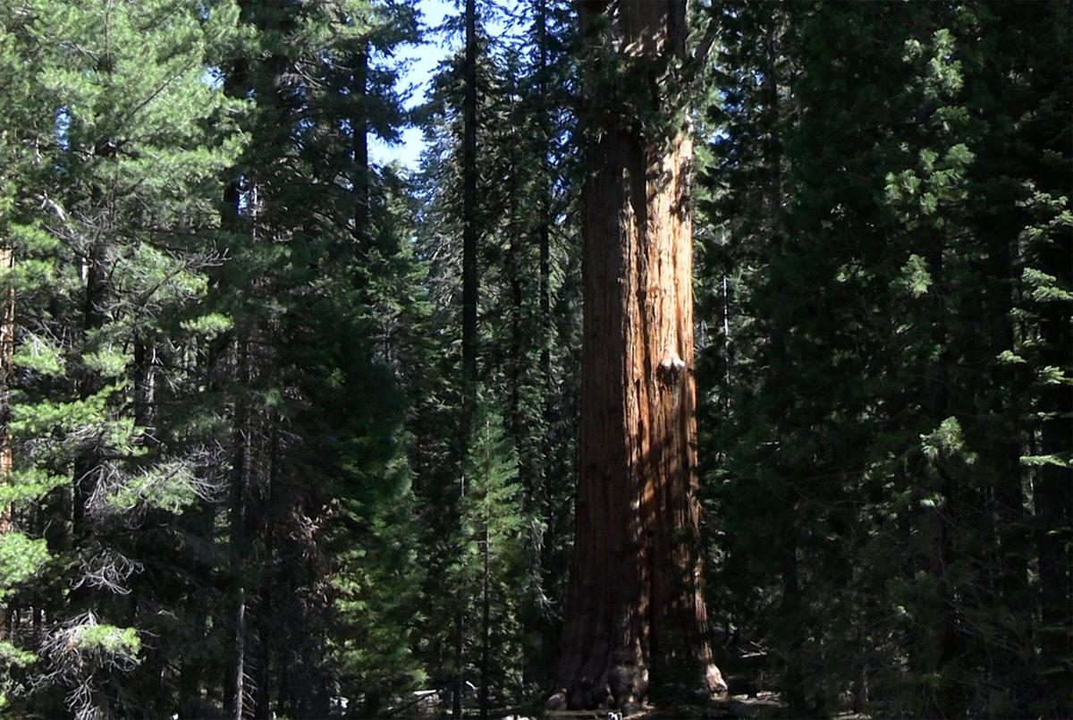 The General Sherman giant sequoia, right of center, is seen with its distinctive red bark Tuesday, May 21, 2024 in Sequoia National Park. The 275-foot tall tree underwent a health inspection coordinated by the Giant Sequoia Lands Coalition (GSLC) using climbers, drones, and satellite imagery.