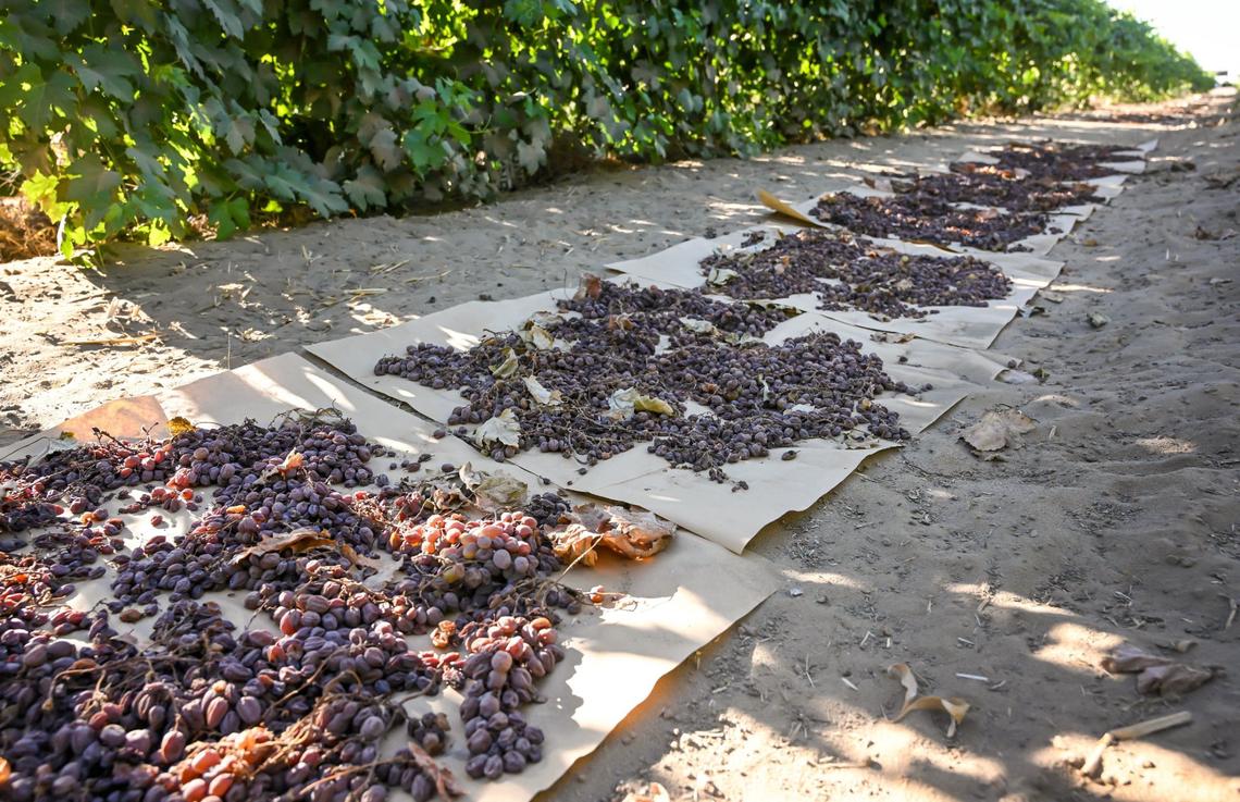 Raisin grapes get a little extra sun-drying time on trays in the sun for color and texture, but most of the drying for these hybrid grapes is done on the vine, reducing labor costs at Dwayne A Cardoza Ranches southwest of Fresno.