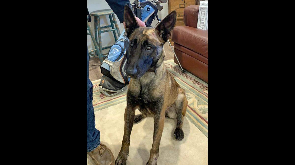Fresno County Sheriff K-9 Cyra is at home recovering after being stabbed by a suspect in a officer involved shooting Sunday.