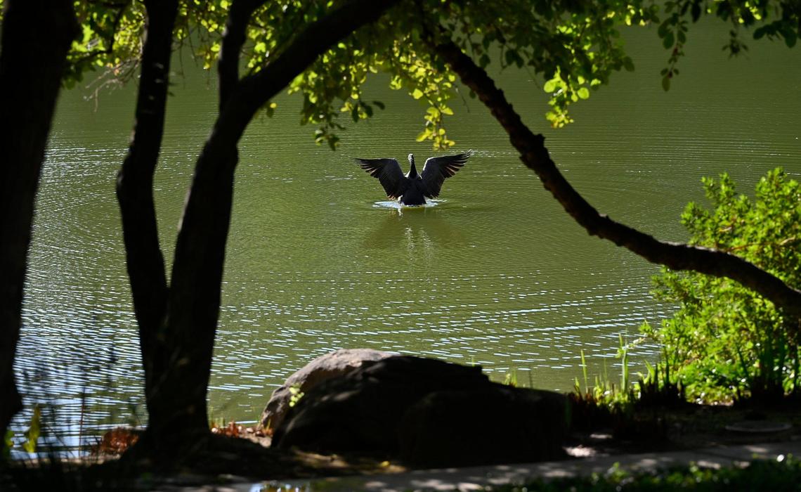 A goose spreads its wings in a pond alongside Fresno’s Shinzen Friendship Garden in Woodward Park Thursday, Sept 5, 2024 in Fresno.