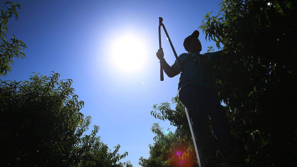 Pruning is an essential part of preparing fruit trees for harvest