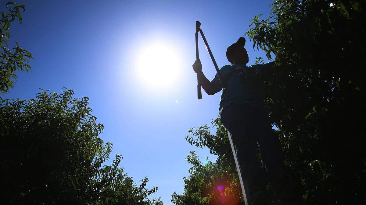 In this undated staff photo, a farmworker prunes nectarine trees.