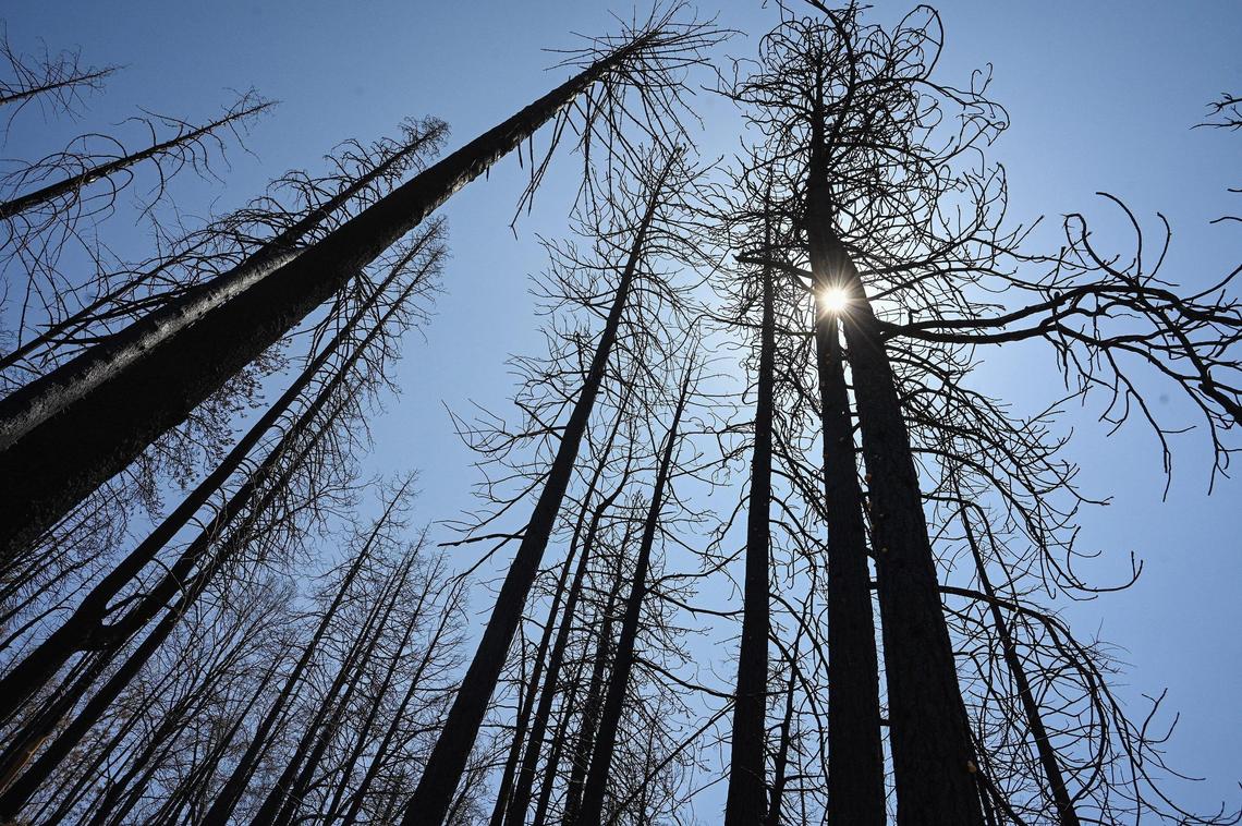 Dead trees rise from the scorched earth in the Mountain Home Demonstration State Forest burned in the 2020 Castle Fire, on Tuesday, April 26, 2022.