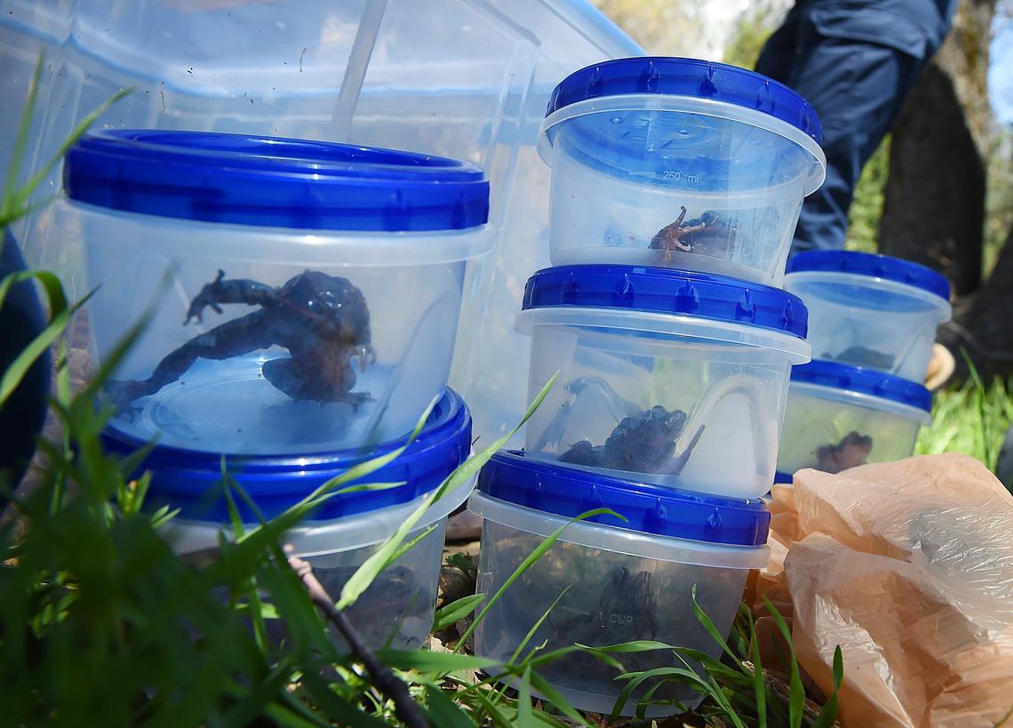 Numbered California red-legged frogs await release Friday, May 3, 2019 in Yosemite Valley.