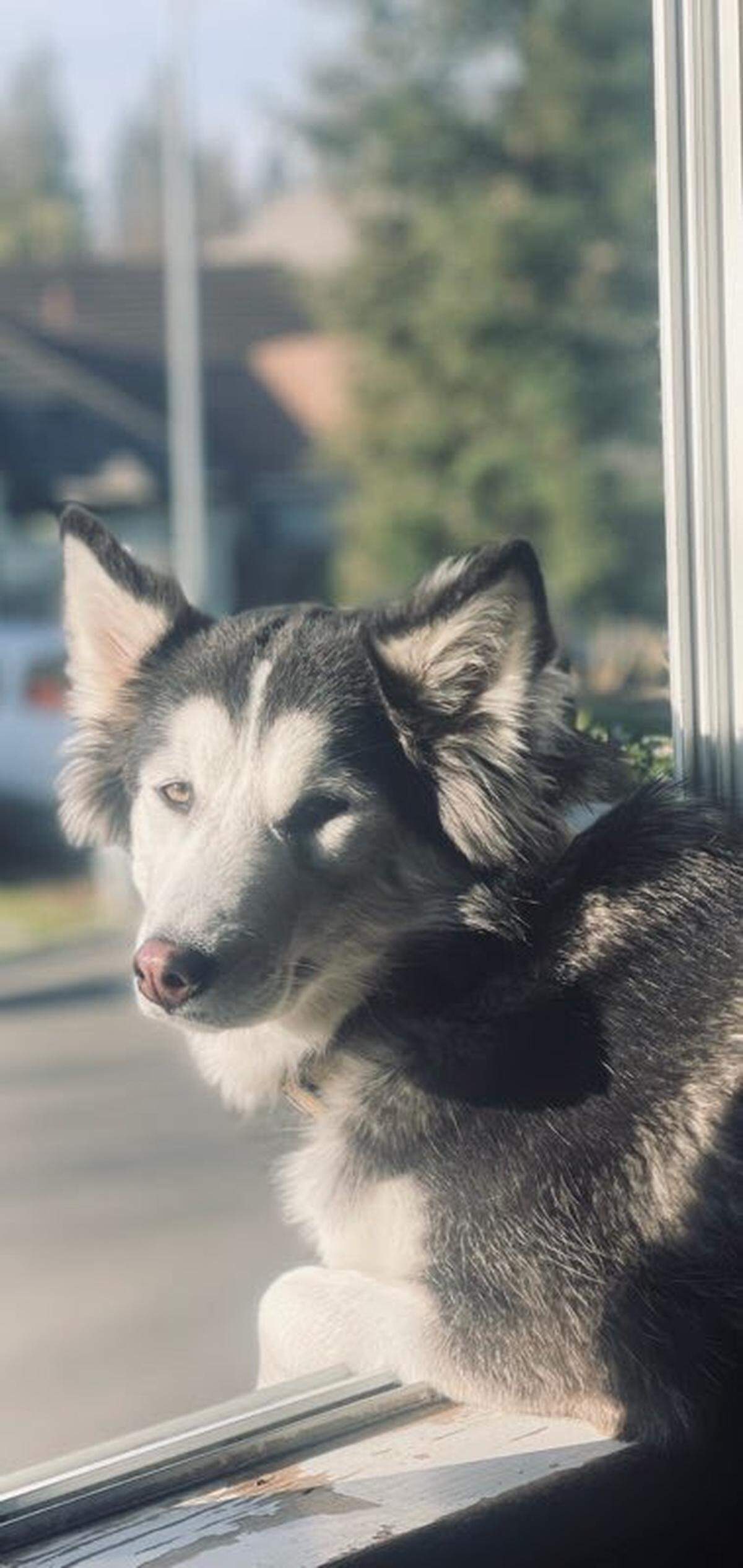 Bella is one of four full-bred Huskies who are owned by Gary and Arlette Jacobs and have become a popular north Fresno neighborhood attraction for their tendency to stare out from an upstairs window and “sing” to anyone willing to stop and listen.