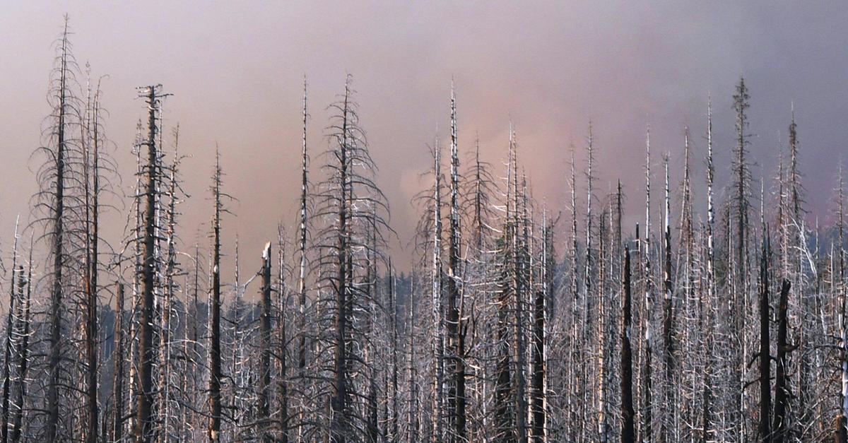 Charred trees from 2017’s Railroad Fire are seen from Big Sandy Road in the Sierra National Forest as the Washburn Fire burns in the background in Yosemite National Park Saturday, July 9, 2022.