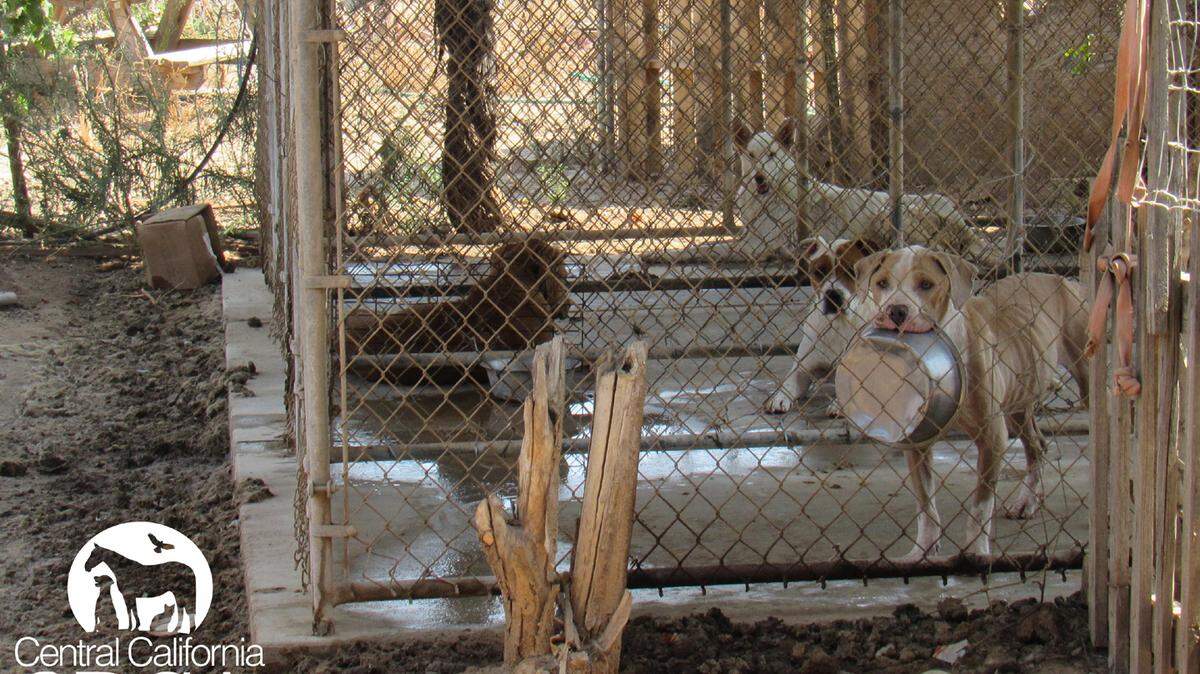 Dogs are shown in images provided by the Central California SPCA after animal cruelty charges were filed against the founder of Noah's Friends Animal Sanctuary.