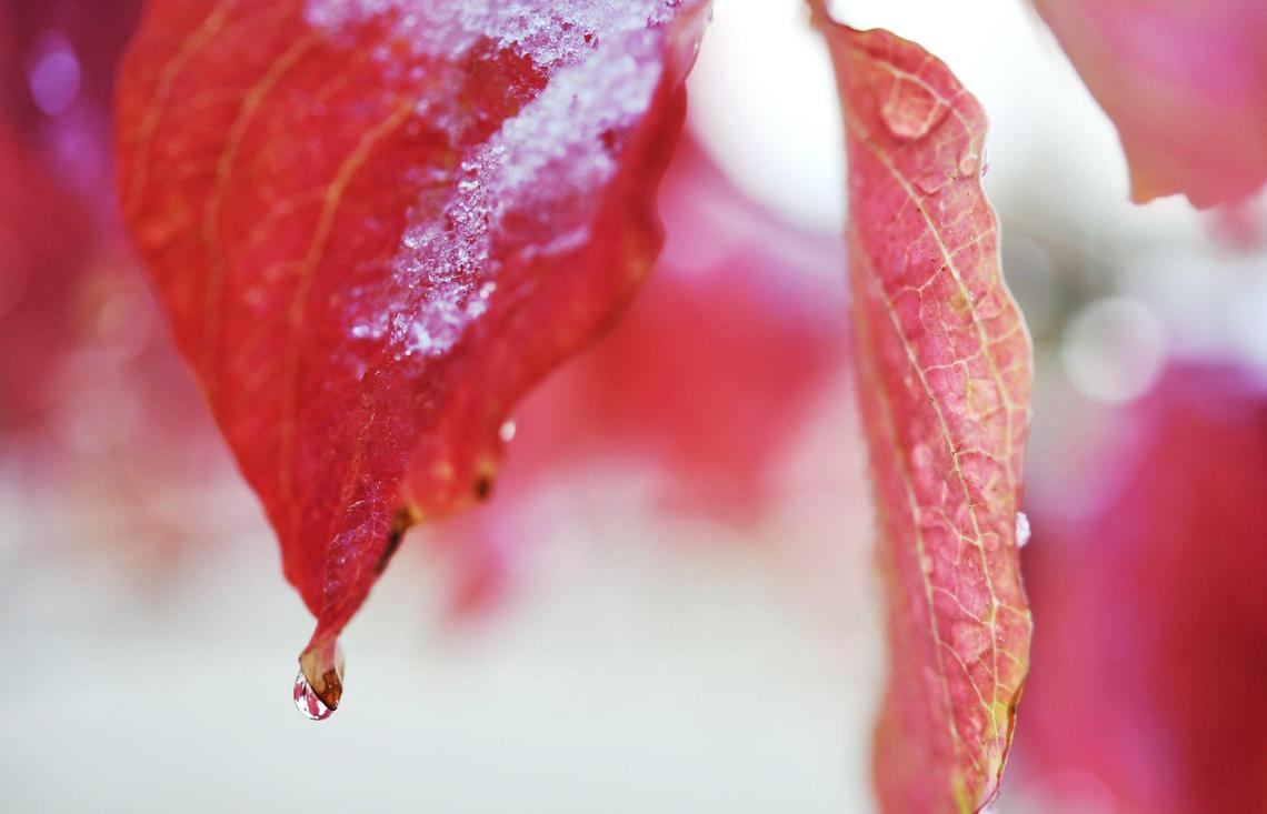 Snow from Tuesday night ’s snowfall drips as it melts on dogwood trees along SR 168 Wednesday, Nov. 2, 2022 near Shaver Lake.