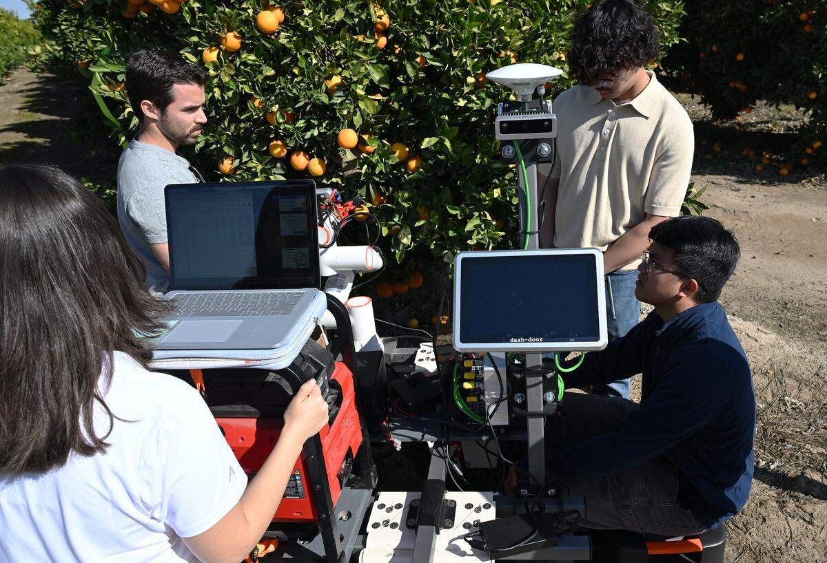 Fresno State engineering students test a robot picking oranges as part of the citrus harvester project. Friday, Feb. 13, 2026 in Fresno.