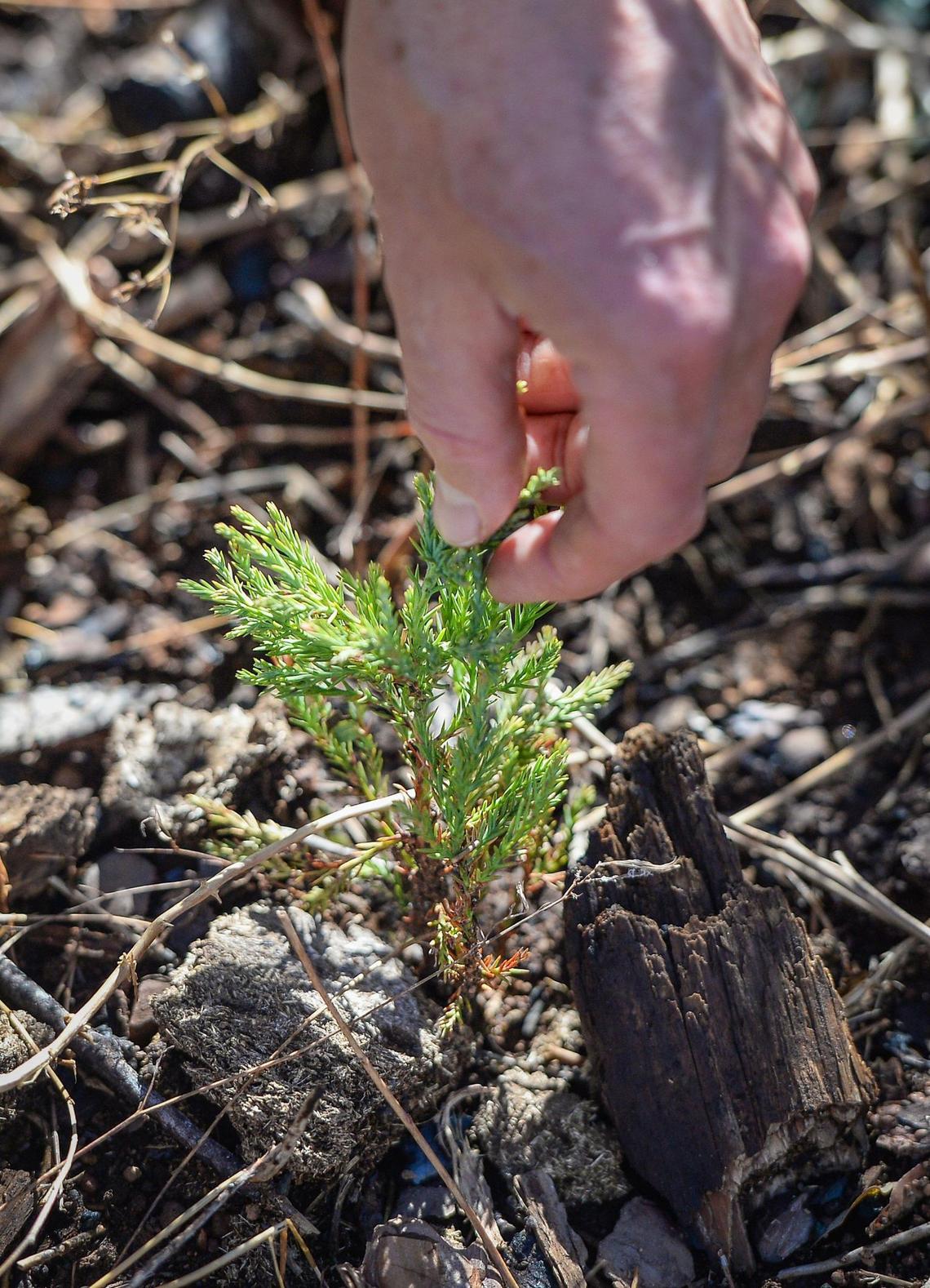 Ecologist Chad Hanson touches a young giant sequoia tree that appears to have sprouted this year in an area of Nelder Grove northeast of Oakhurst, on Wednesday, Oct. 27, 2021. Although the Railroad Fire was four years ago, new giant sequoias are continuing to sprout from seeds and grow in abundance.