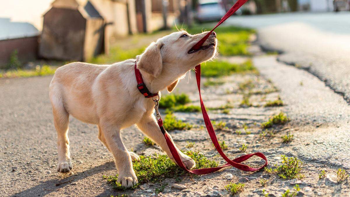 A 2023 study ranks the most expensive states to own a dog. What’s the cost of having a dog in CA? What’s the cheapest state to own one?
