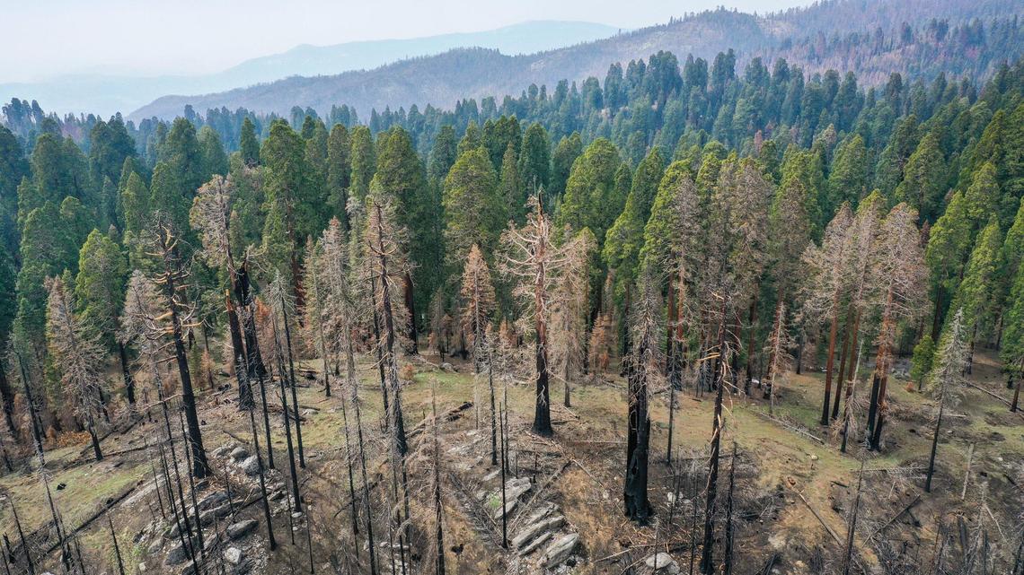 The top of a ridge in the Mountain Home Demonstration State Forest shows where the 2020 Castle Fire burned to the top, killing many trees including old growth giant sequoias, but spared trees on the other side, as seen in this drone image on Tuesday, April 26, 2022.