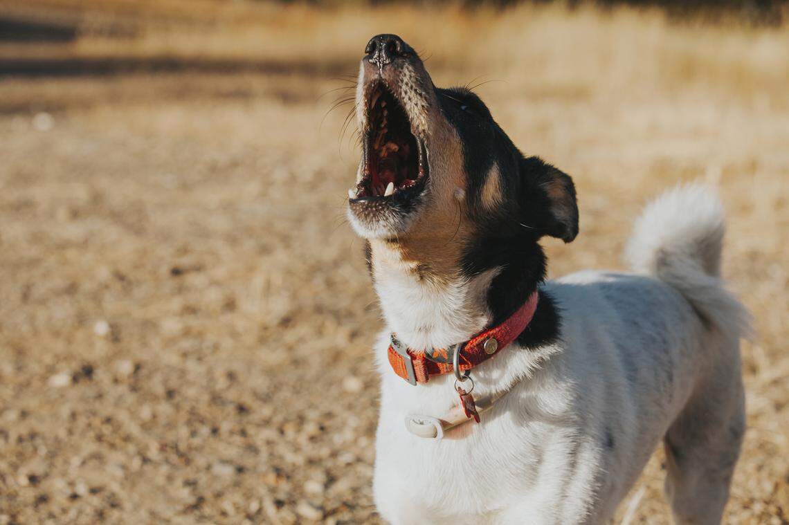Pet owners who allow their dogs to bark excessively are committing a nuisance and noise violation, according to the city of Fresno.