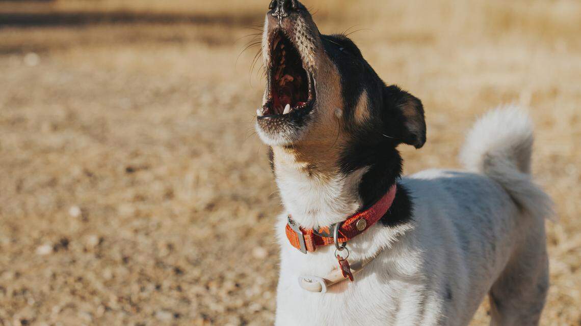 Old Trainer: How to work with your dog and his bark
