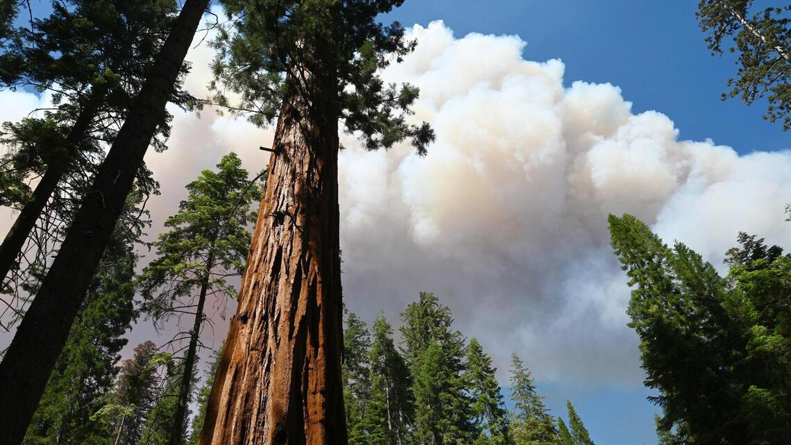 Going to Yosemite on vacation? Here’s how the Washburn Fire will impact your visit